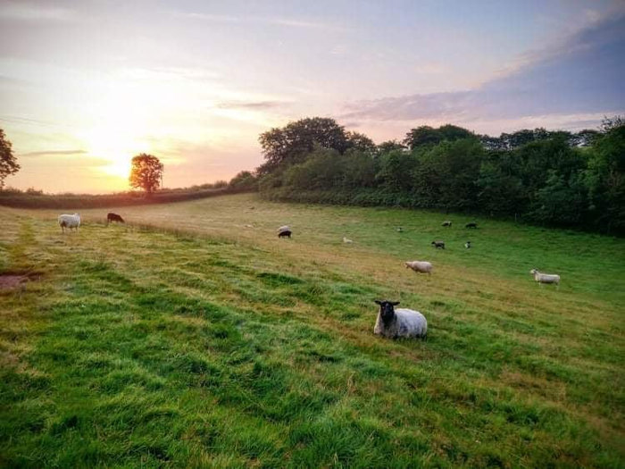 Summer 2021: shearing and new&nbsp;arrivals