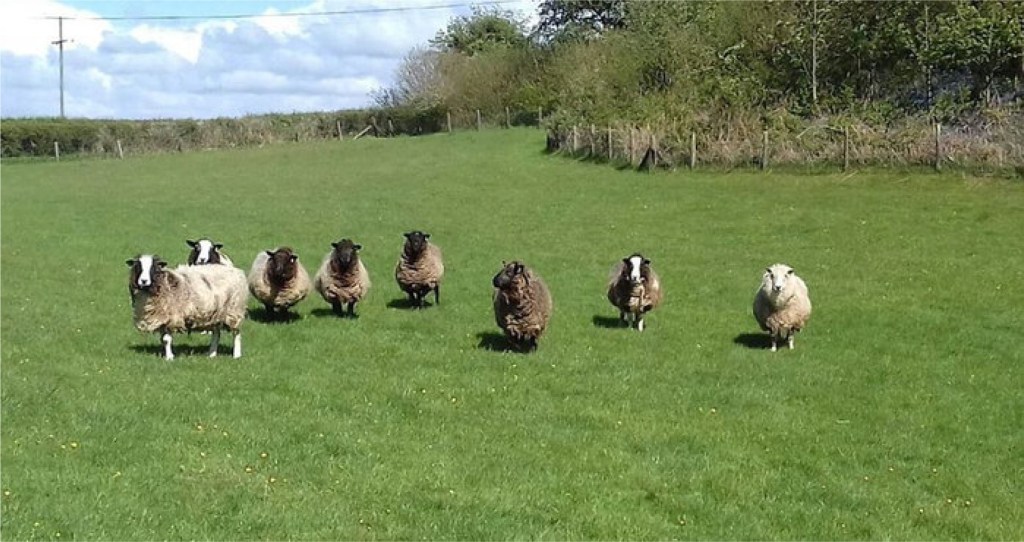Spring 2019: Storm Gareth and getting ready for&nbsp;shearing