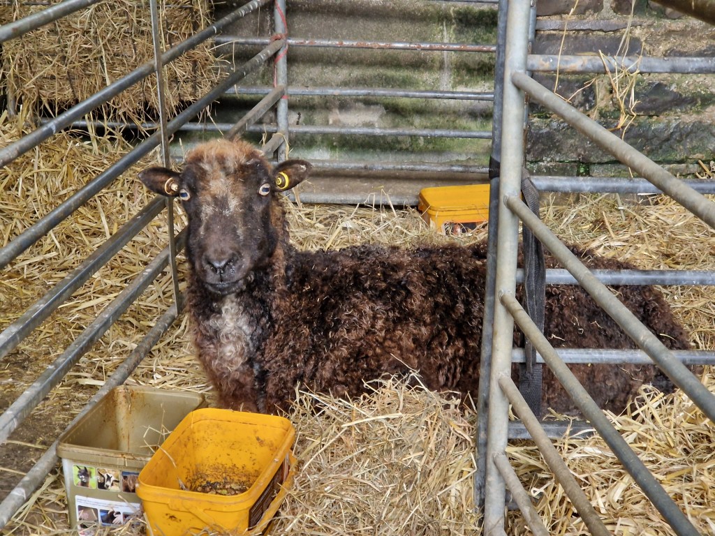 The unsettled weather continues and sad loss of our flock&nbsp;matriarch