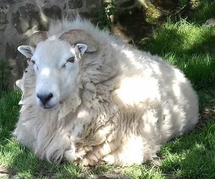 End of an era and another new arrival – The Woolly Patchwork Sheep ...