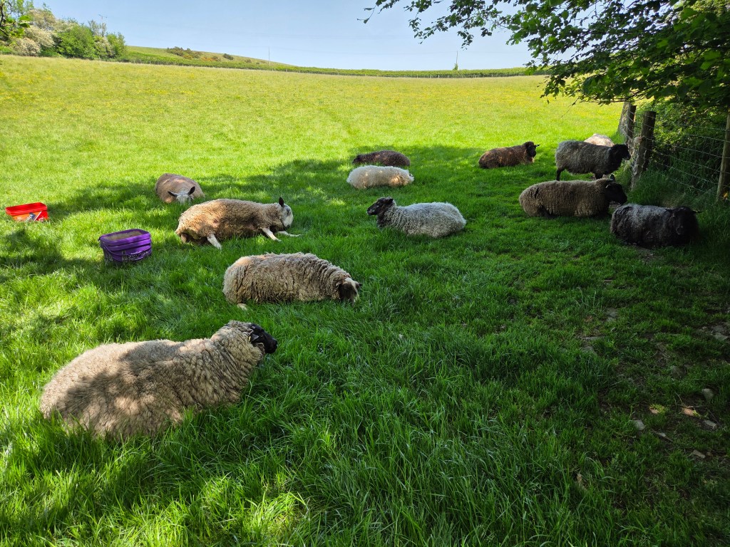 Spring turnout, cleanup and shearing – a busy&nbsp;time!
