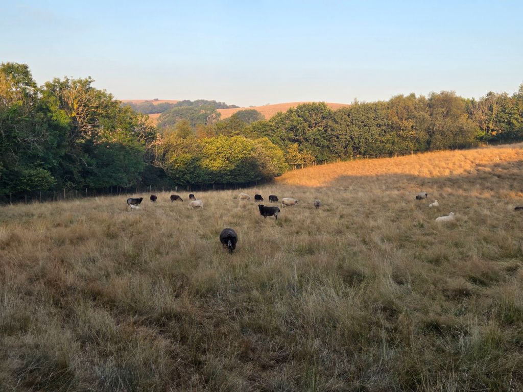 Summer heatwave and some very sad&nbsp;losses